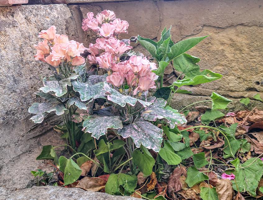 Primula obconica H 36 in poliestere - Sconti per Fioristio e Aziende - Artificiale