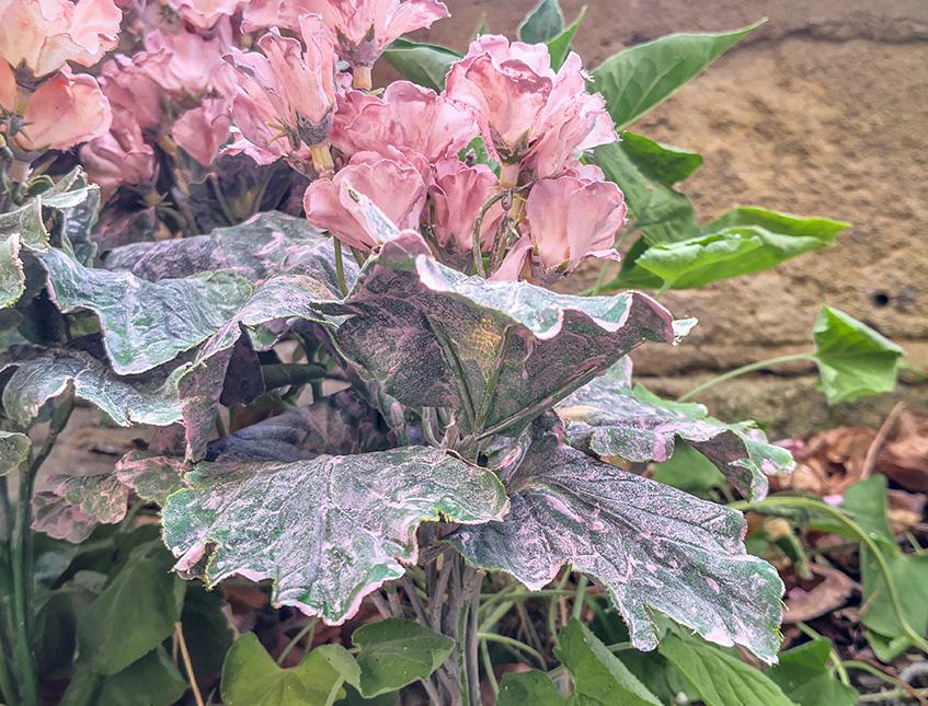 Primula obconica H 36 in poliestere - Sconti per Fioristio e Aziende - Artificiale