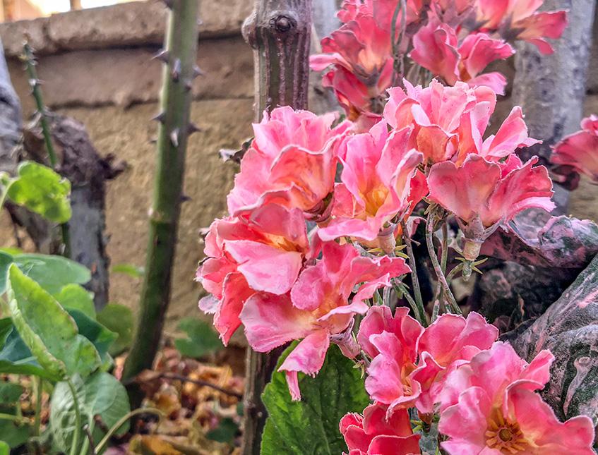 Primula obconica H 36 in poliestere - Sconti per Fioristio e Aziende - Artificiale