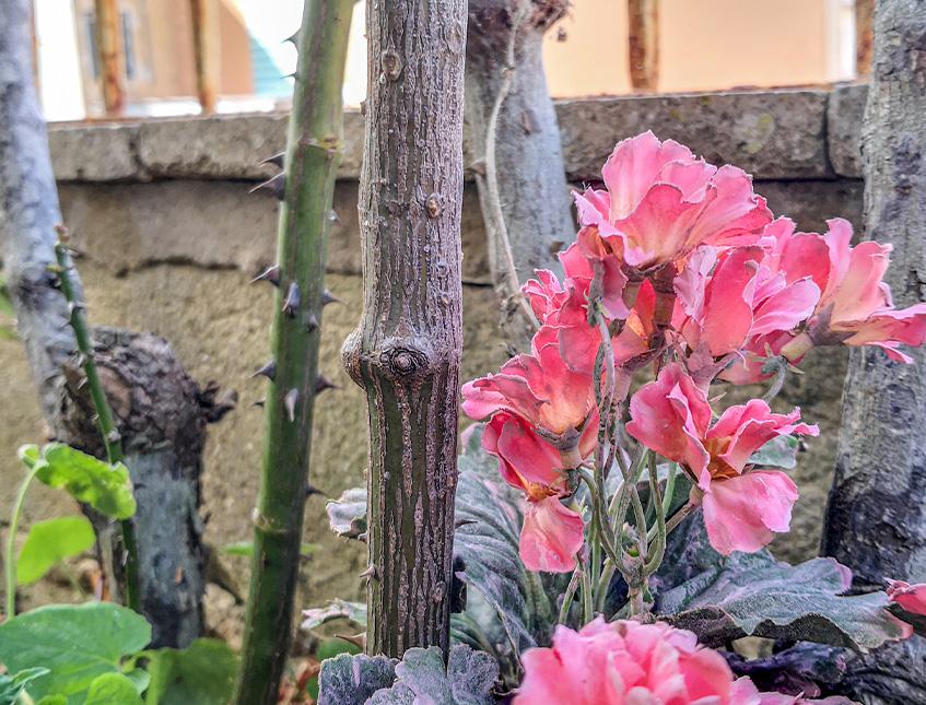 Primula obconica H 36 in poliestere - Sconti per Fioristio e Aziende - Artificiale