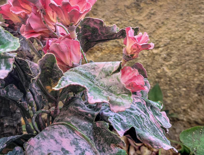 Primula obconica H 36 in poliestere - Sconti per Fioristio e Aziende - Artificiale