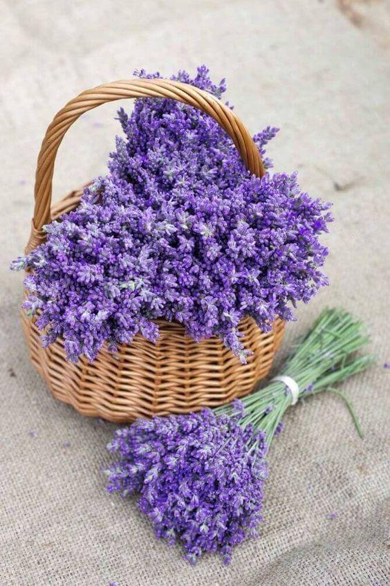 Lavanda naturale profumata Mazzo gr. 40- Sconti per Fioristi e Aziende . -  H 30