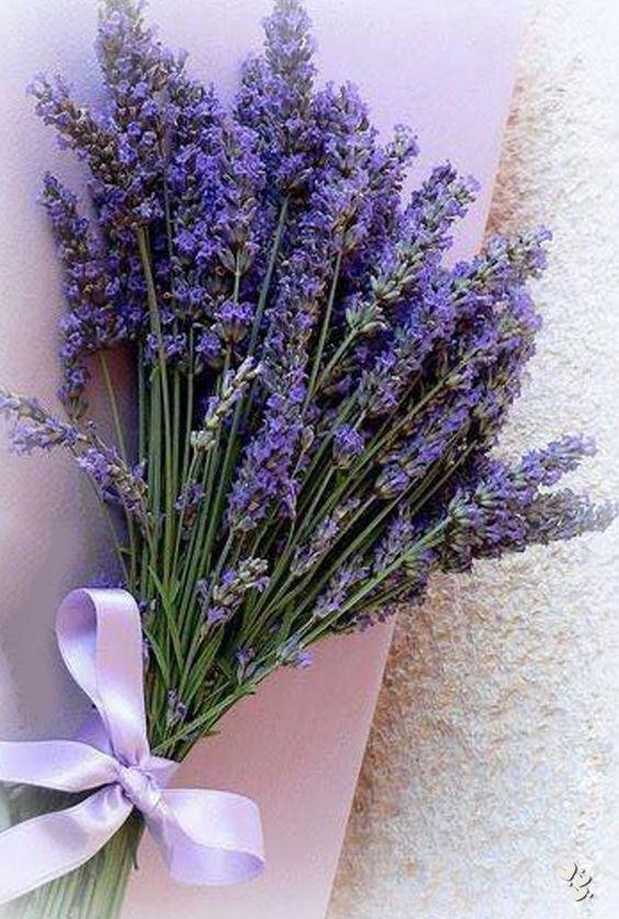 Lavanda naturale profumata Mazzo gr. 40- Sconti per Fioristi e Aziende . -  H 30