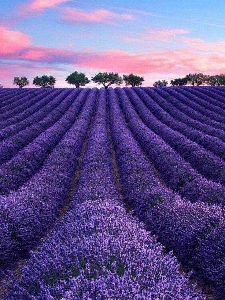 Lavanda naturale profumata Mazzo gr. 40- Sconti per Fioristi e Aziende . -  H 30