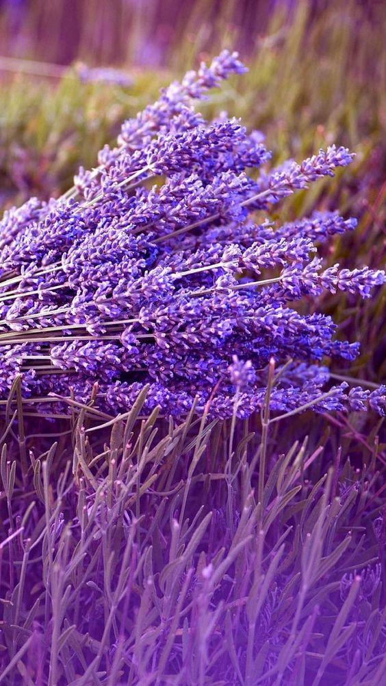 Lavanda naturale profumata Mazzo gr. 40- Sconti per Fioristi e Aziende . -  H 30