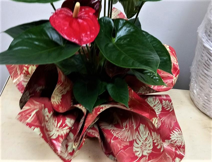 Bobina H 100 x 25 mt. Best Rosso - Sconti per Fioristi, Wedding e Aziende stampa bifacciale