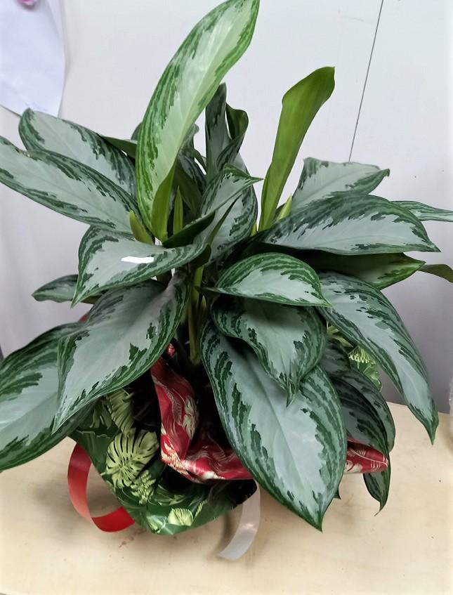 Bobina H100x25mt. Best Verde - Sconti per Fioristi e Aziende - stampa bifacciale