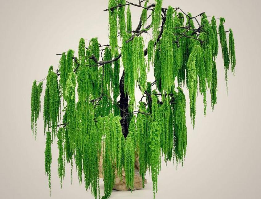 Amaranthus caudatum stabilizzato - Sconti per Fioristi e Aziende - H 90/110