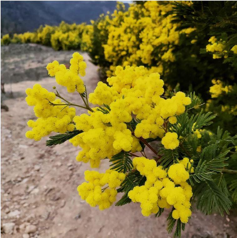 ESAURITA Mimosa Fresca box Kg. 18/25 -  Sconti per rivenditori - Acacia Dealbata - Goulois