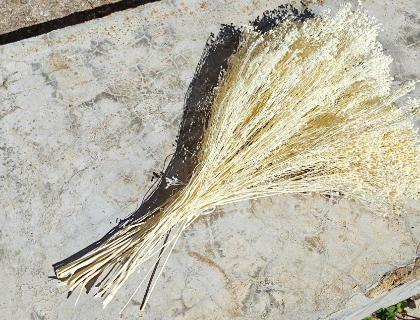 Broom Bloom Gr. 100 - Sconti per Fioristi e Aziende - Bianco e Naturale