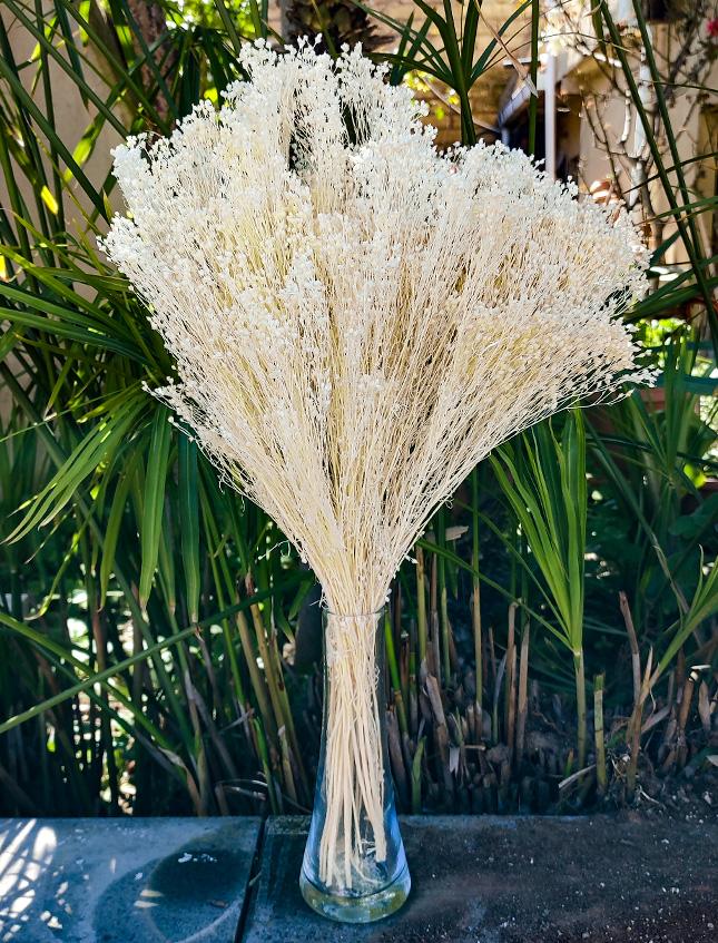 Broom Bloom Gr. 100 - Sconti per Fioristi e Aziende - Bianco e Naturale