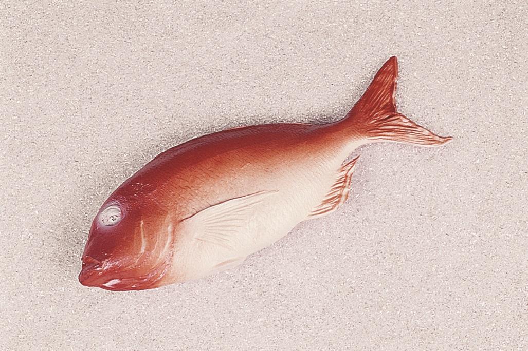 Dentice rosso artificiale in plastica - Sconti per Fioristi e Aziende . - 36x13 cm