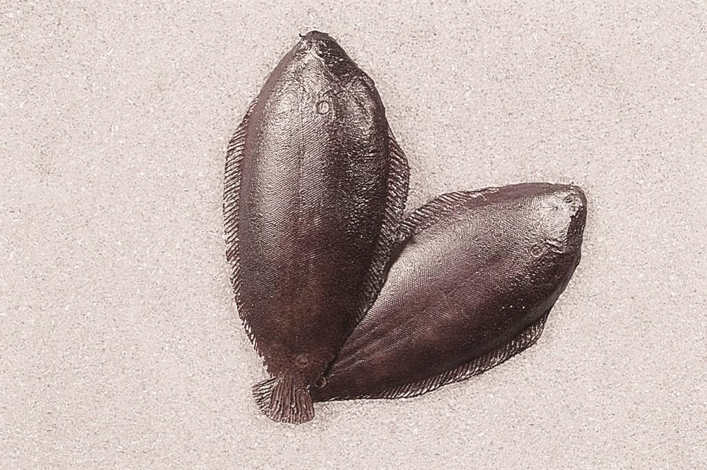 Sogliola artificiale in plastica - Sconti per Fioristi e Aziende . - 27x12 cm