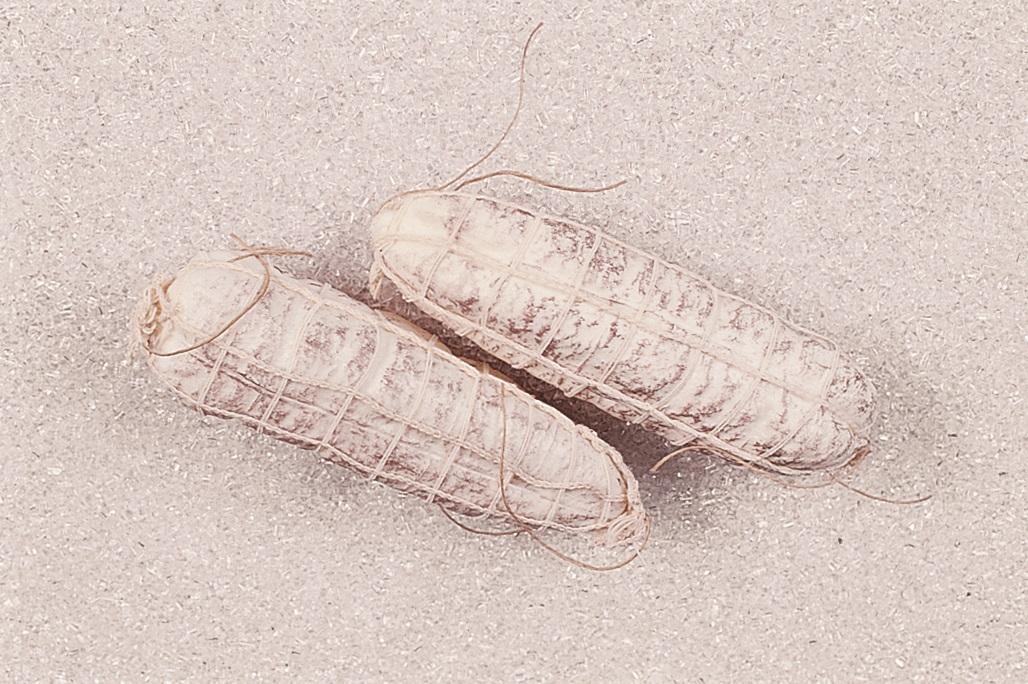 Salame bianco medio con rete artificiale x 2 pezzi  - Sconti per Fioristi e Aziende . - in Plastica