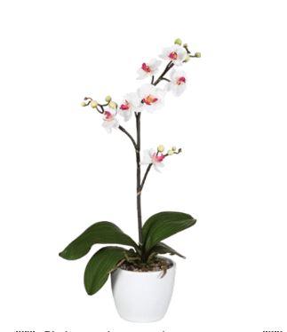 Espositore 72 Orchidee Phalenopsis H 40 e 50 con vaso ceramica Sconti per Fioristi, Arredatori e Aziende