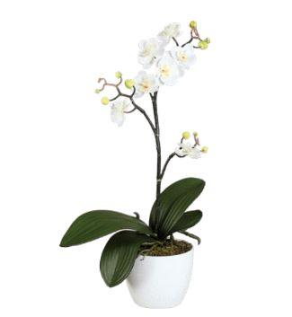 Espositore 72 Orchidee Phalenopsis H 40 e 50 con vaso ceramica Sconti per Fioristi, Arredatori e Aziende
