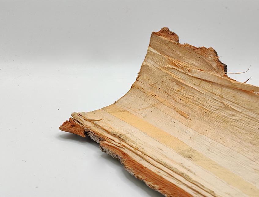 Corteccia di Pioppo Kg. 1  - Sconti per Fioristi e Aziende . - H 40  cm.
