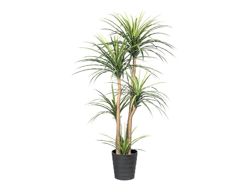 Dracena X 5 H 160 con vaso - Sconti per Fioristi e Aziende . - Artificiale
