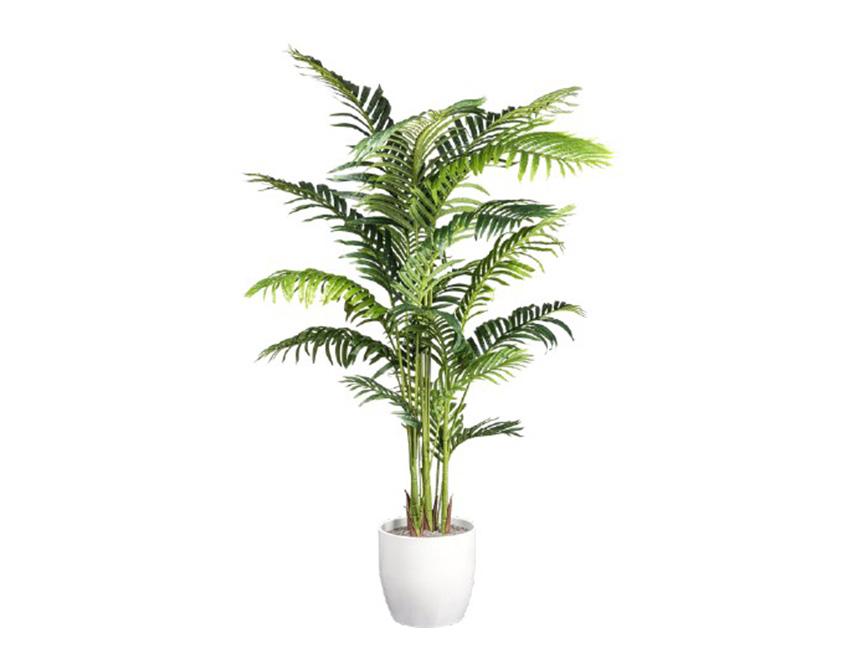 Kenzia palm H 160 in vaso - Sconti per Fioristi e Aziende . - Artificiale