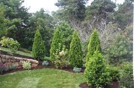Thuja Verde Emerald H 210  - Sconti per Fioristi e Aziende . - Artificiale in vaso