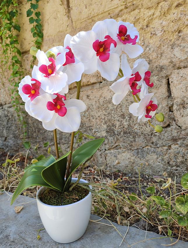 Orchidea Phalenopsis H 40- Sconti per Fioristi e Aziende . - a due steli con vaso - 3 colori