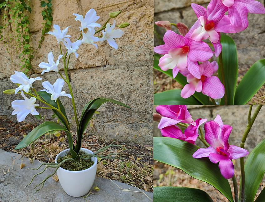 Orchidea Phalenopsis H 40 singola con vaso in 2 colori Sconti per