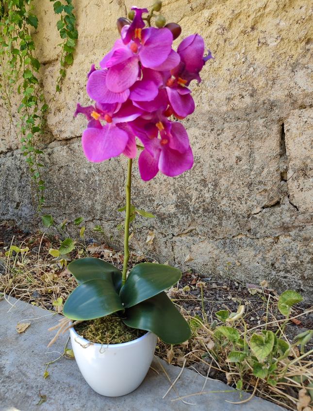 Orchidea Phalenopsis H 40 singola con vaso in 2 colori Sconti per