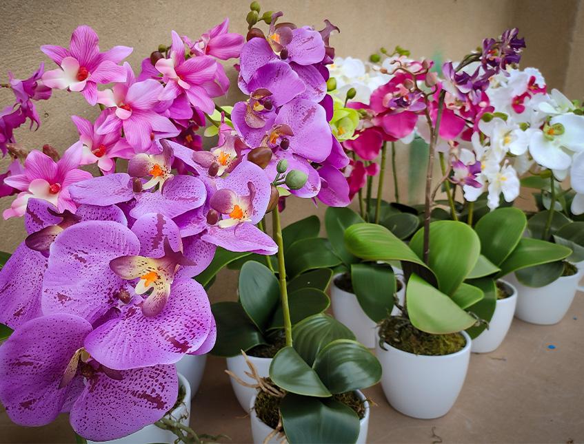 Orchidea Cassandra con vaso H 40 cm in diversi colori Sconti per Fioristi, Wedding e Aziende .