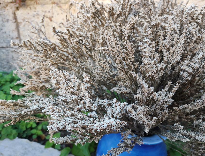 Fiori Secchi Naturali - Vetrina - San Michele di Ganzaria (Catania)