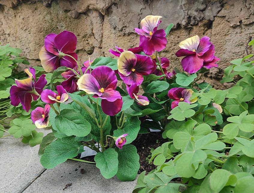 Violette del pensiero x 7  - Sconti per Fioristi e Aziende . - Artificiale in Poliestere
