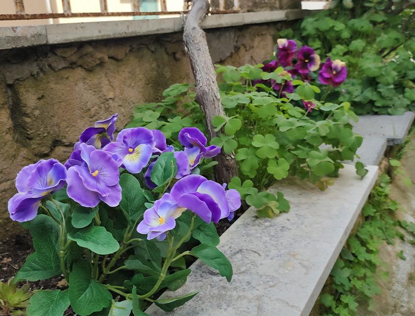 Violette del pensiero x 7  - Sconti per Fioristi e Aziende . - Artificiale in Poliestere
