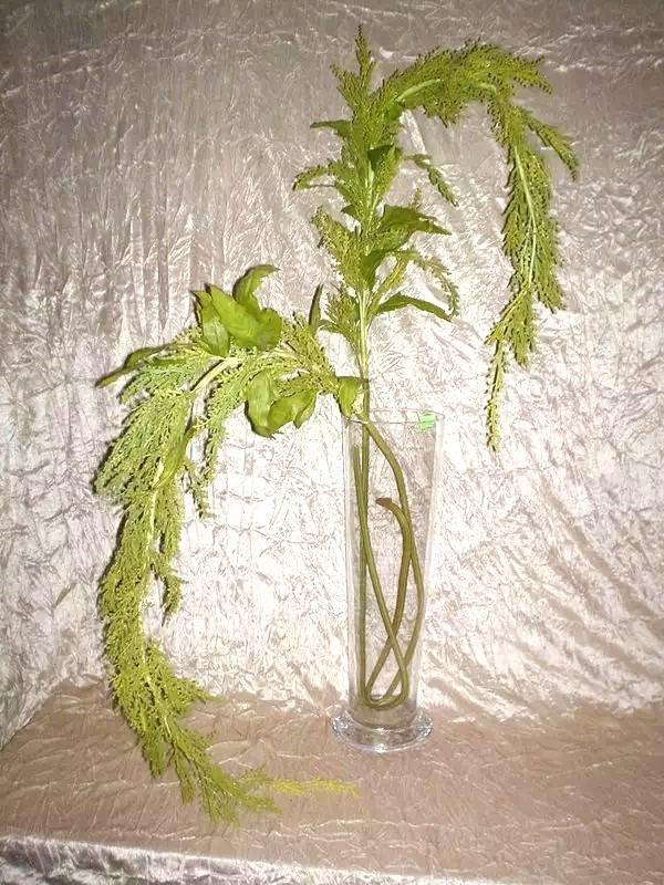 Amaranthus Caudatun H 160 - Sconti per Fioristi e Aziende . -  in gomma animato