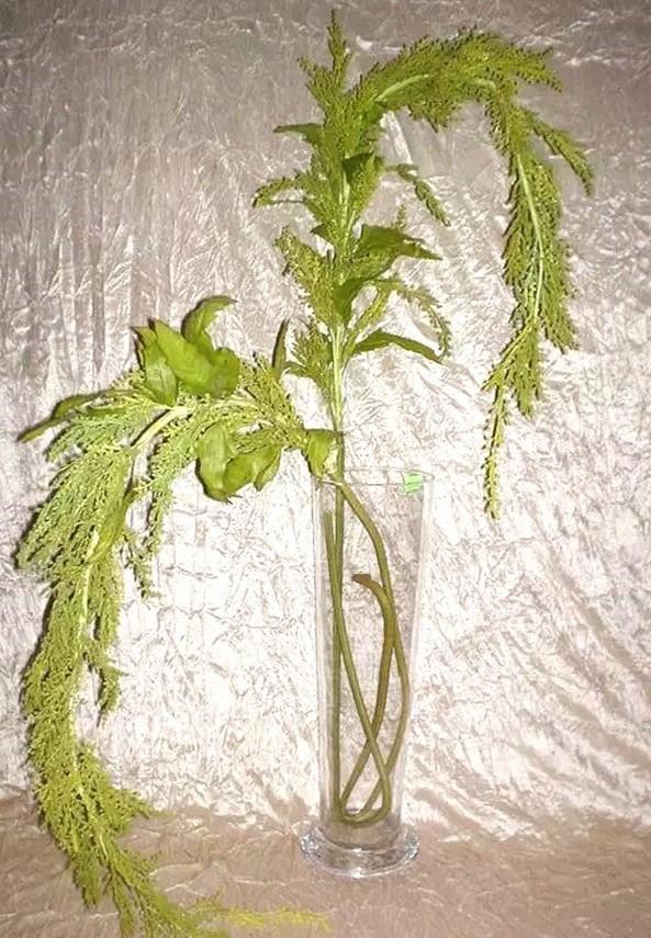 Amaranthus Caudatun H 160 - Sconti per Fioristi e Aziende . -  in gomma animato