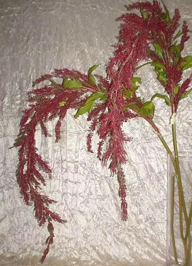Amaranthus Caudatun H 160 - Sconti per Fioristi e Aziende . -  in gomma animato