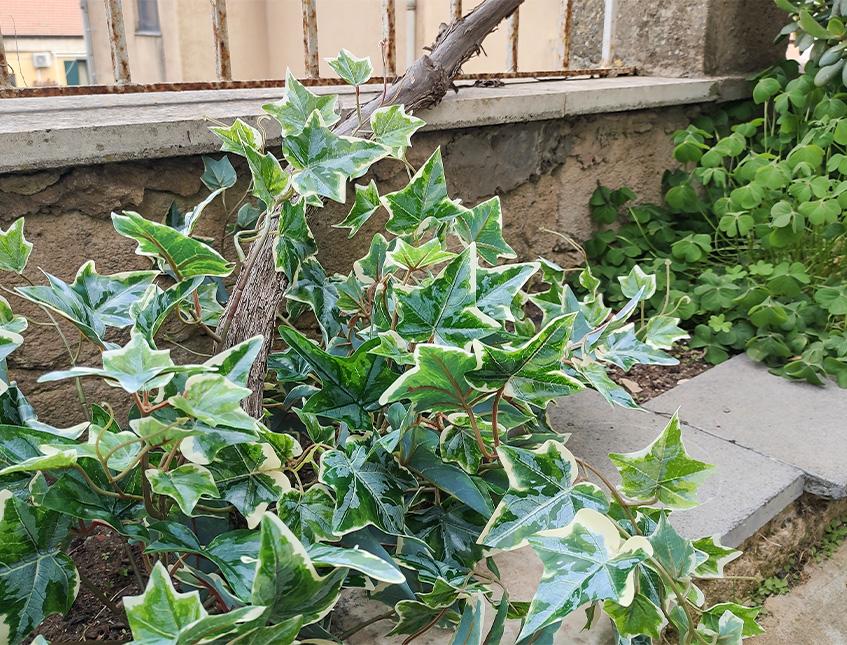 Edera Variegata bush H 60 - Sconti per Fioristi e Aziende . - in PE con 105 foglie