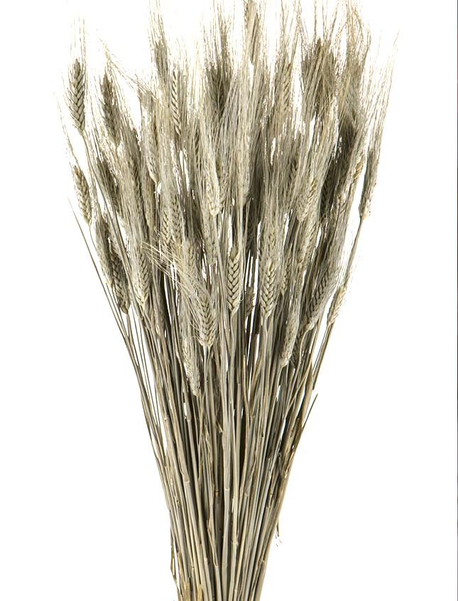 Orzo stabilizzato baffo verde gr. 200 H 70/80 - Sconti per Fioristi e Aziende a mazzo