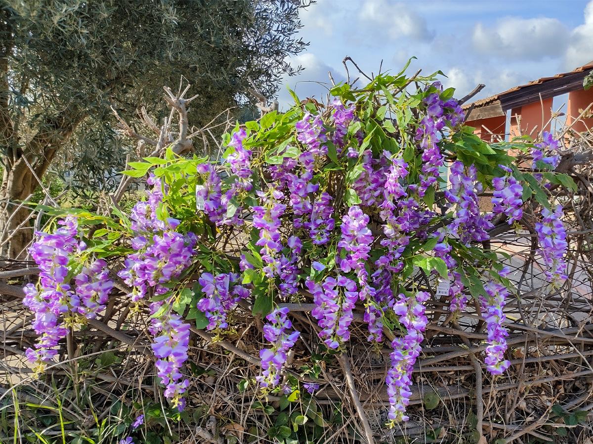 Glicine x 3  H 85 in poliester - Sconti per fioristi e aziende . - Vari colori