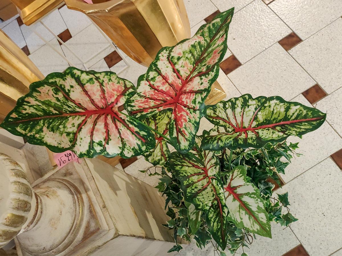 Caladium H 100 con 9 foglie - Sconti per Fioristi e Aziende . - Artificiale con vaso