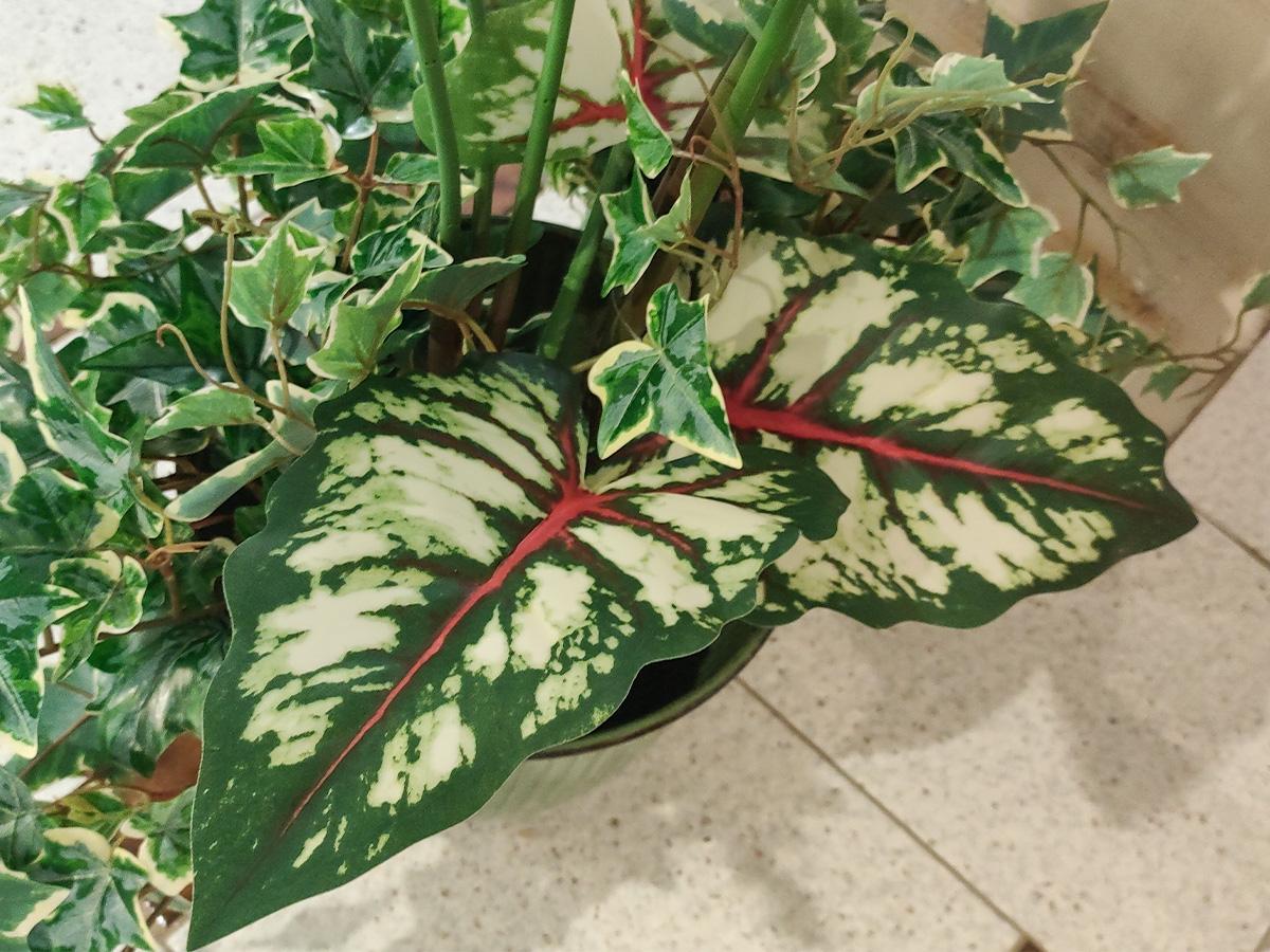 Caladium H 100 con 9 foglie - Sconti per Fioristi e Aziende . - Artificiale con vaso