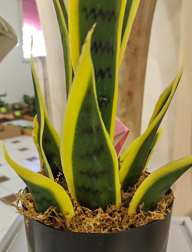 Sanseveria Trifasciata H 40 - Sconti per Fioristi e Aziende . - Artificiale con vaso