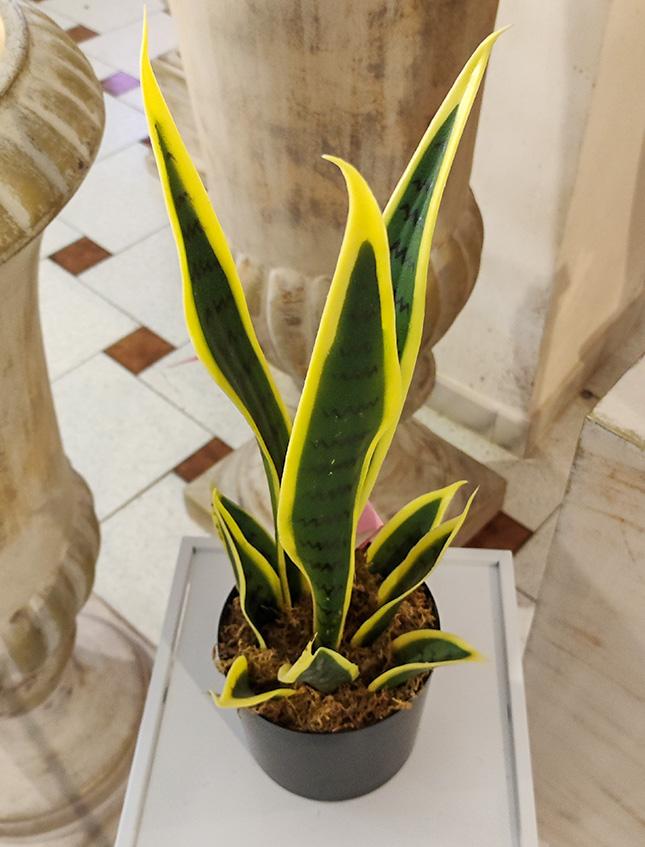Sanseveria Trifasciata H 40 - Sconti per Fioristi e Aziende . - Artificiale con vaso