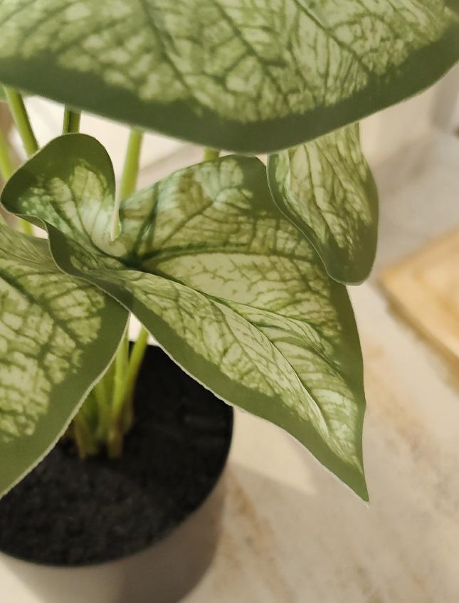 Caladium x 12 Verde H 35 - Sconti per Fioristi e Aziende . - Artificiale con vaso