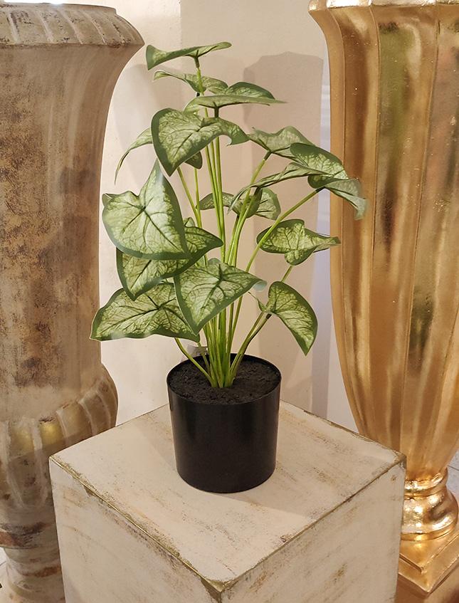 Caladium x 18 Verde H 48  - Sconti per Fioristi e Aziende . - Artificiale con vaso