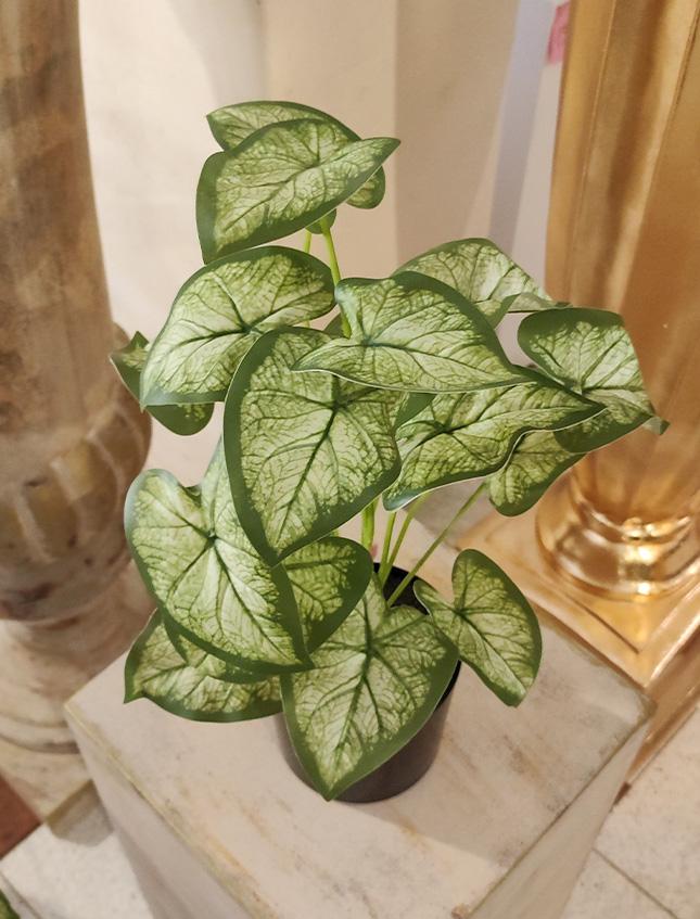 Caladium x 18 Verde H 48  - Sconti per Fioristi e Aziende . - Artificiale con vaso