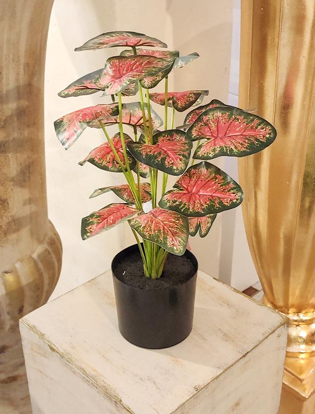 Caladium x 18 Rosso H 48 - Sconti per Fioristi e Aziende . -  Artificiale con vaso