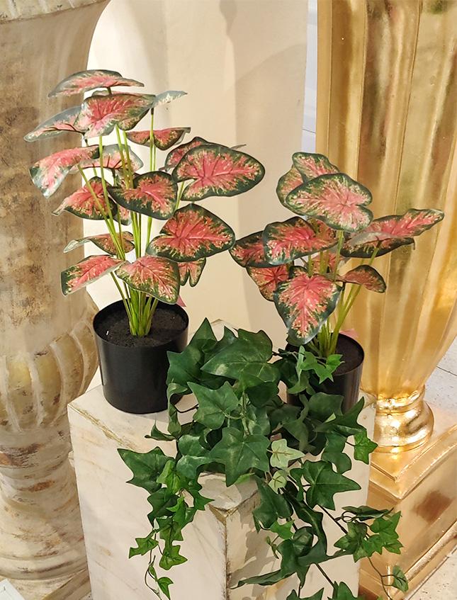 Caladium x 12 Rosso H 35  - Sconti per Fioristi e Aziende . - Artificiale con vaso