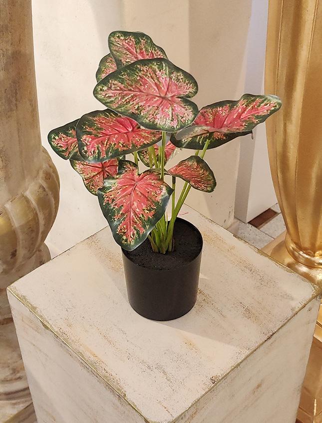 Caladium x 12 Rosso H 35  - Sconti per Fioristi e Aziende . - Artificiale con vaso