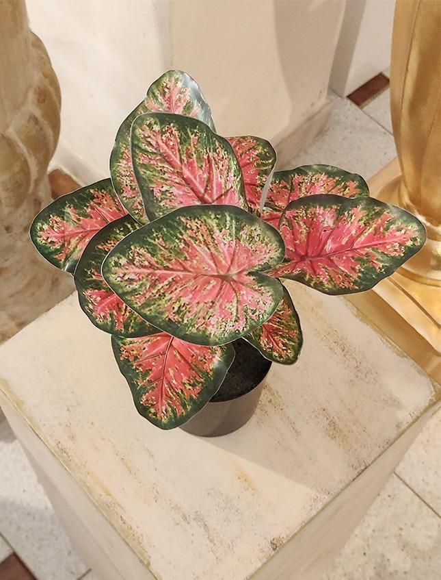 Caladium x 12 Rosso H 35  - Sconti per Fioristi e Aziende . - Artificiale con vaso