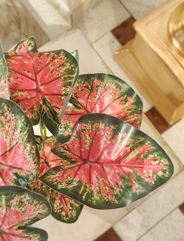 Caladium x 12 Rosso H 35  - Sconti per Fioristi e Aziende . - Artificiale con vaso