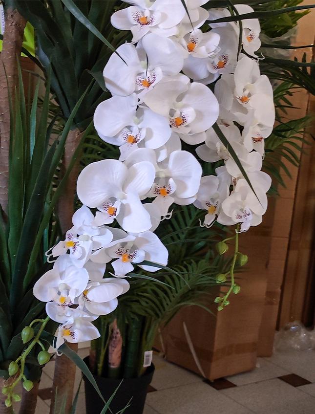 Phalenopsis Cadente x 3 H 113 - Sconti per Fioristi e Aziende . - In poliester